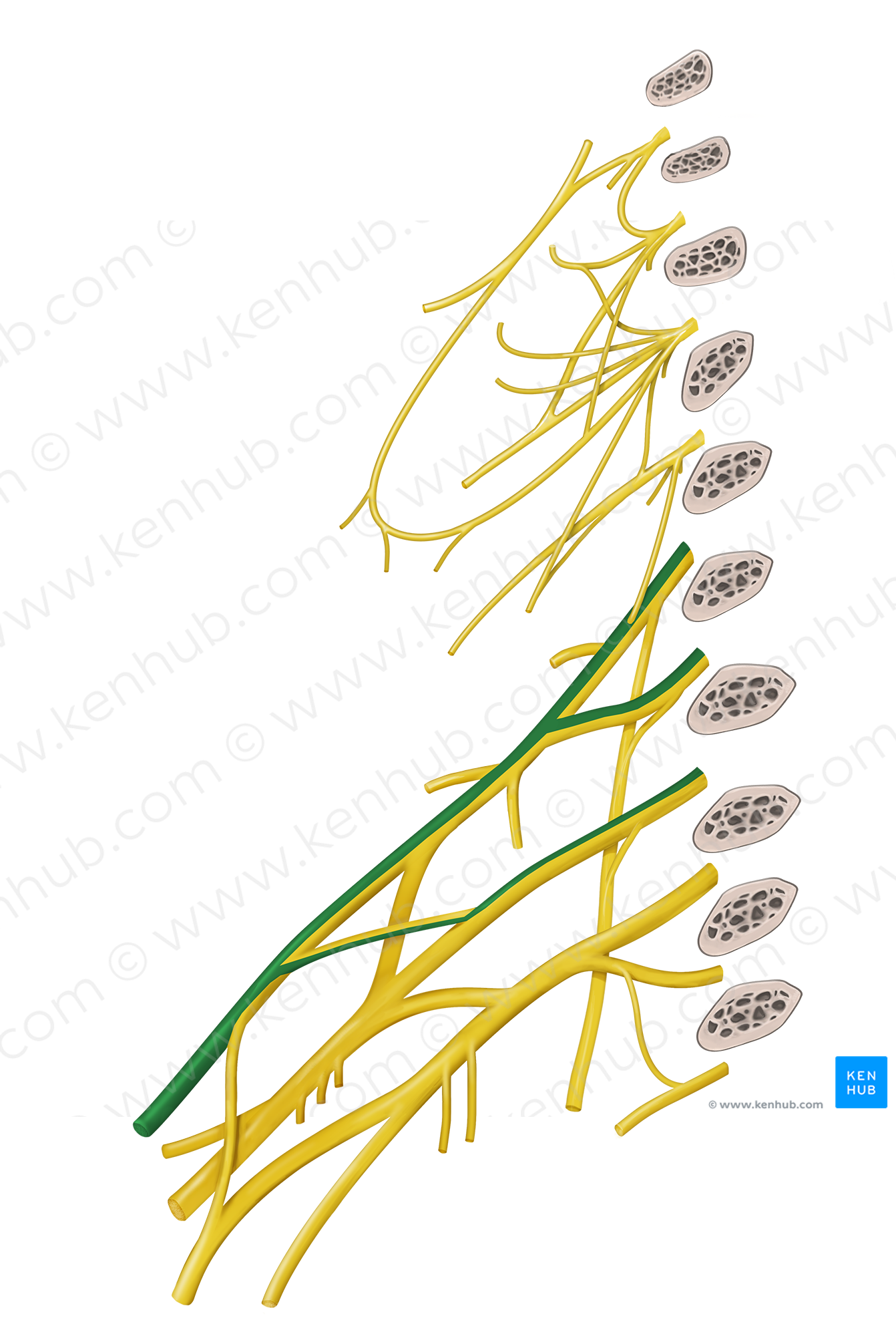 Musculocutaneous nerve (#6579)