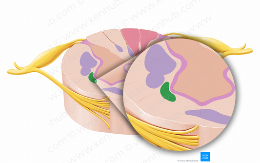 Lateral reticulospinal tract (#12054)