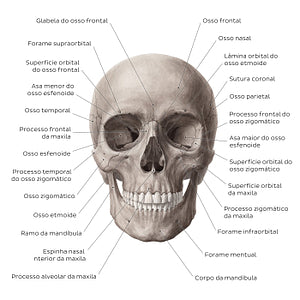 Anterior view of the skull (Portuguese)