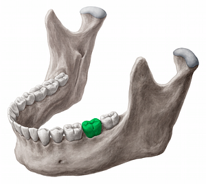 Mandibular left second molar tooth (#12843)