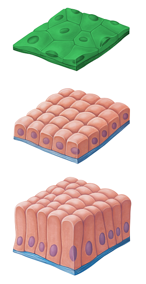 Simple squamous epithelium (#14467)