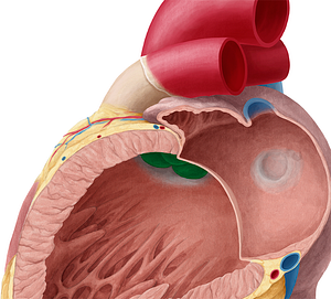 Aortic valve (#9894)