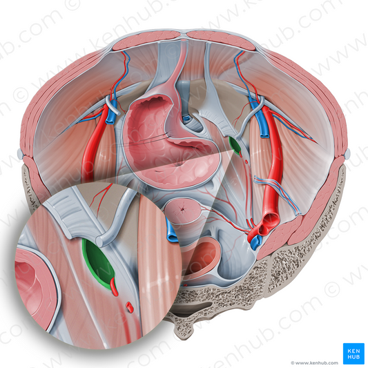 Obturator canal (#2329)