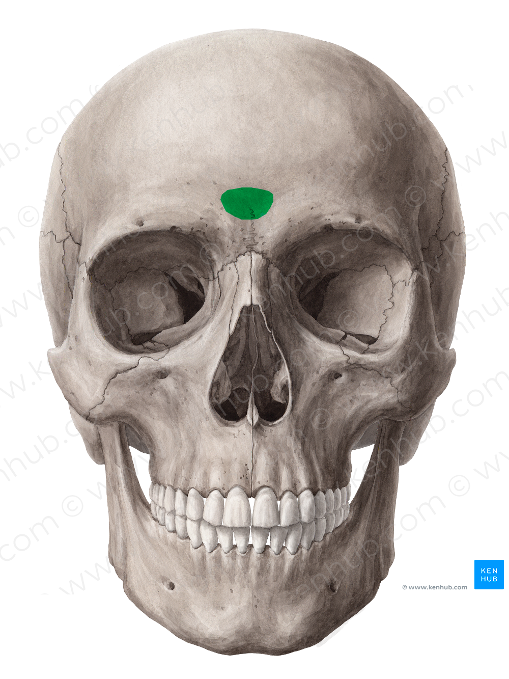 Glabella of frontal bone (#4064)