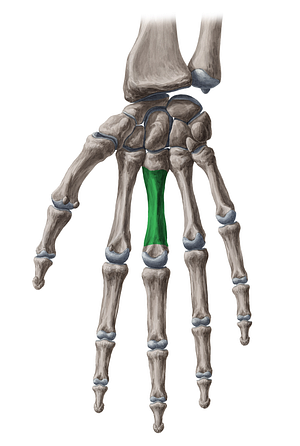 Body of 3rd metacarpal bone (#2976)