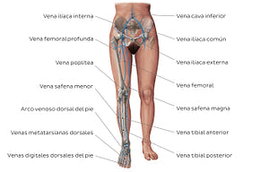 Main veins of the lower limb (Spanish)