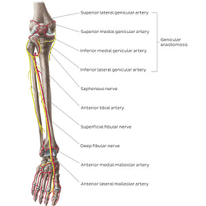 Neurovasculature of the leg and knee (anterior view) (English)