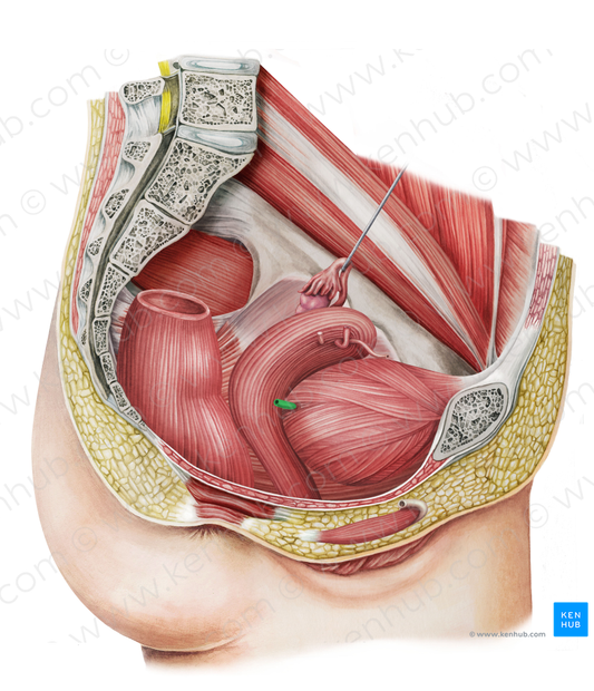 Right ureter (#9845)