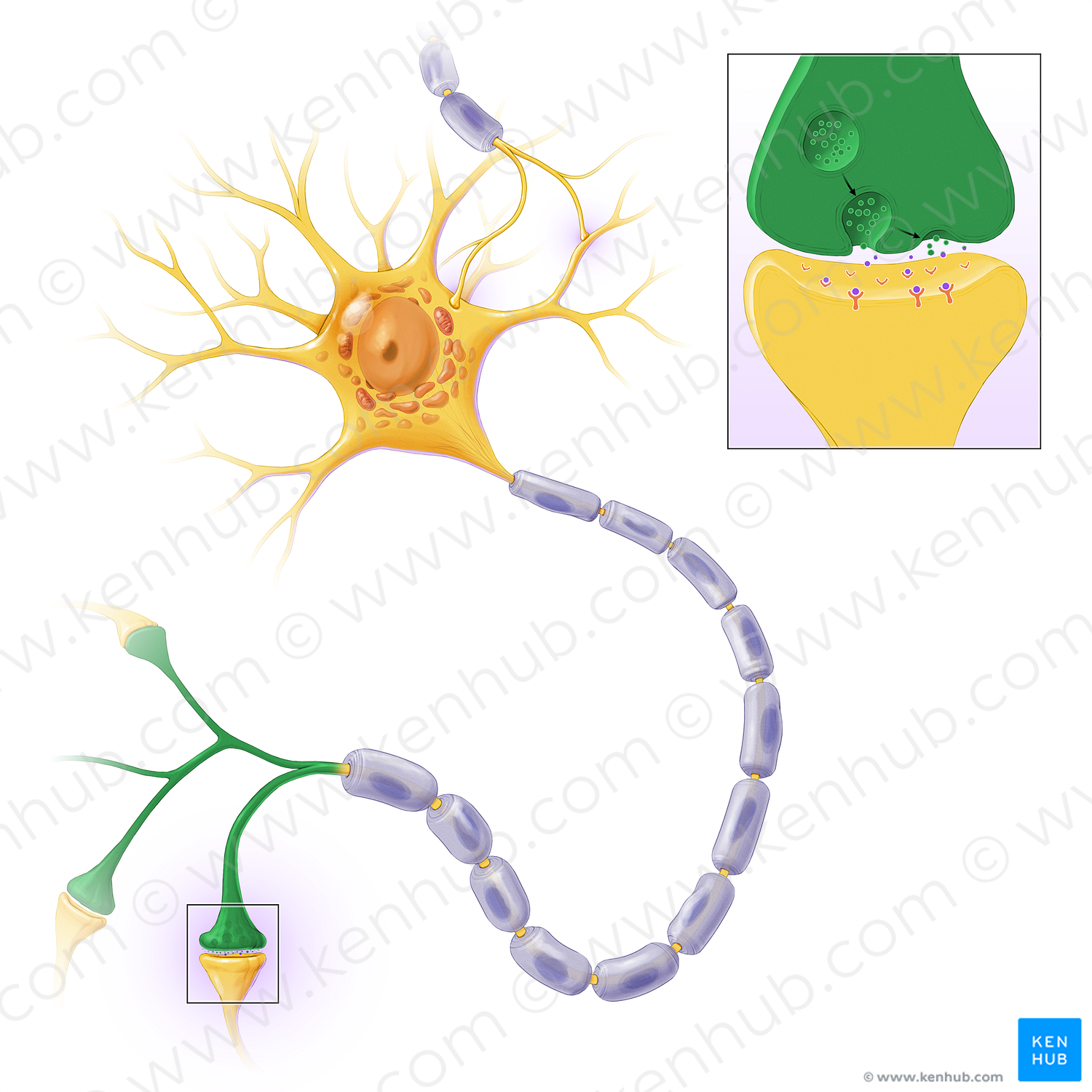 Terminal arborization of axon (#20553)