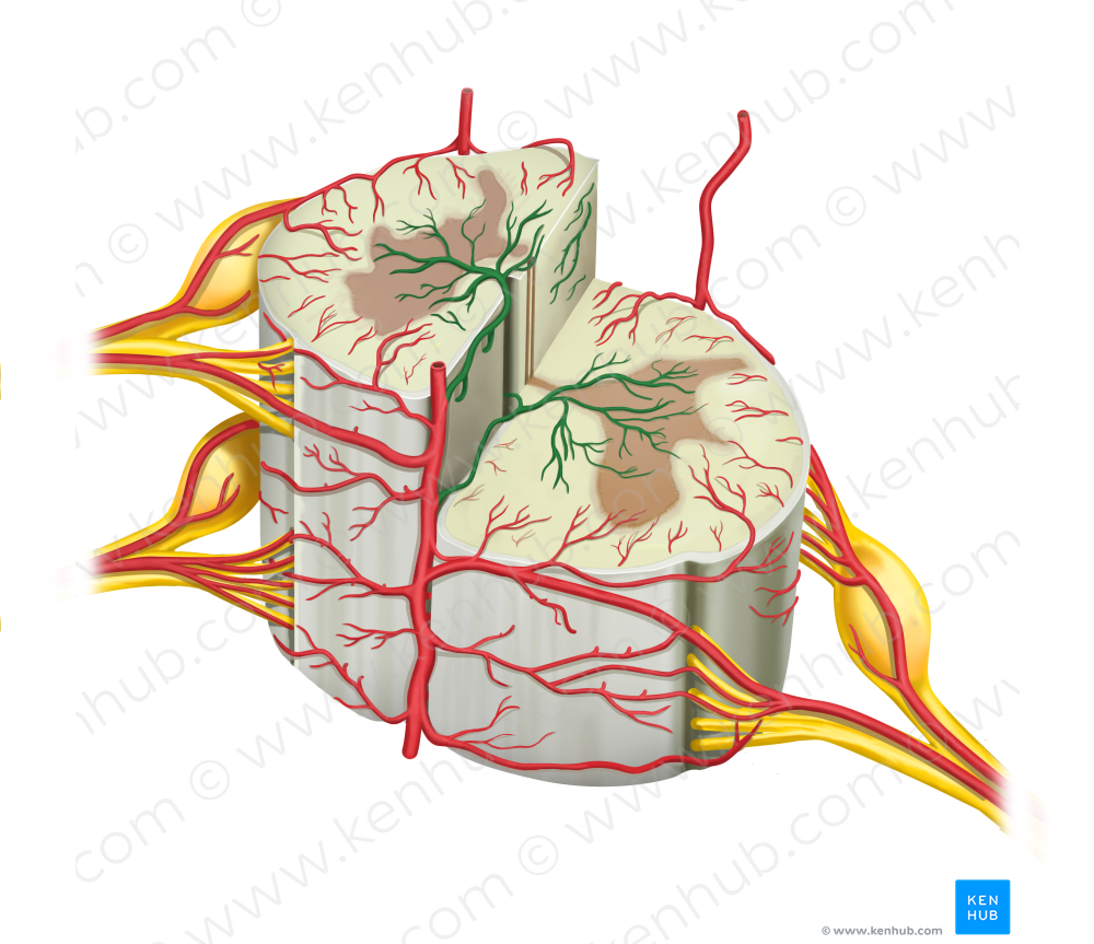 Sulcal arteries (#1216)