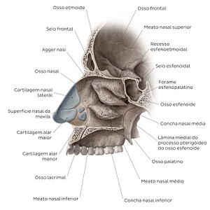 Lateral wall of the nasal cavity (Portuguese)
