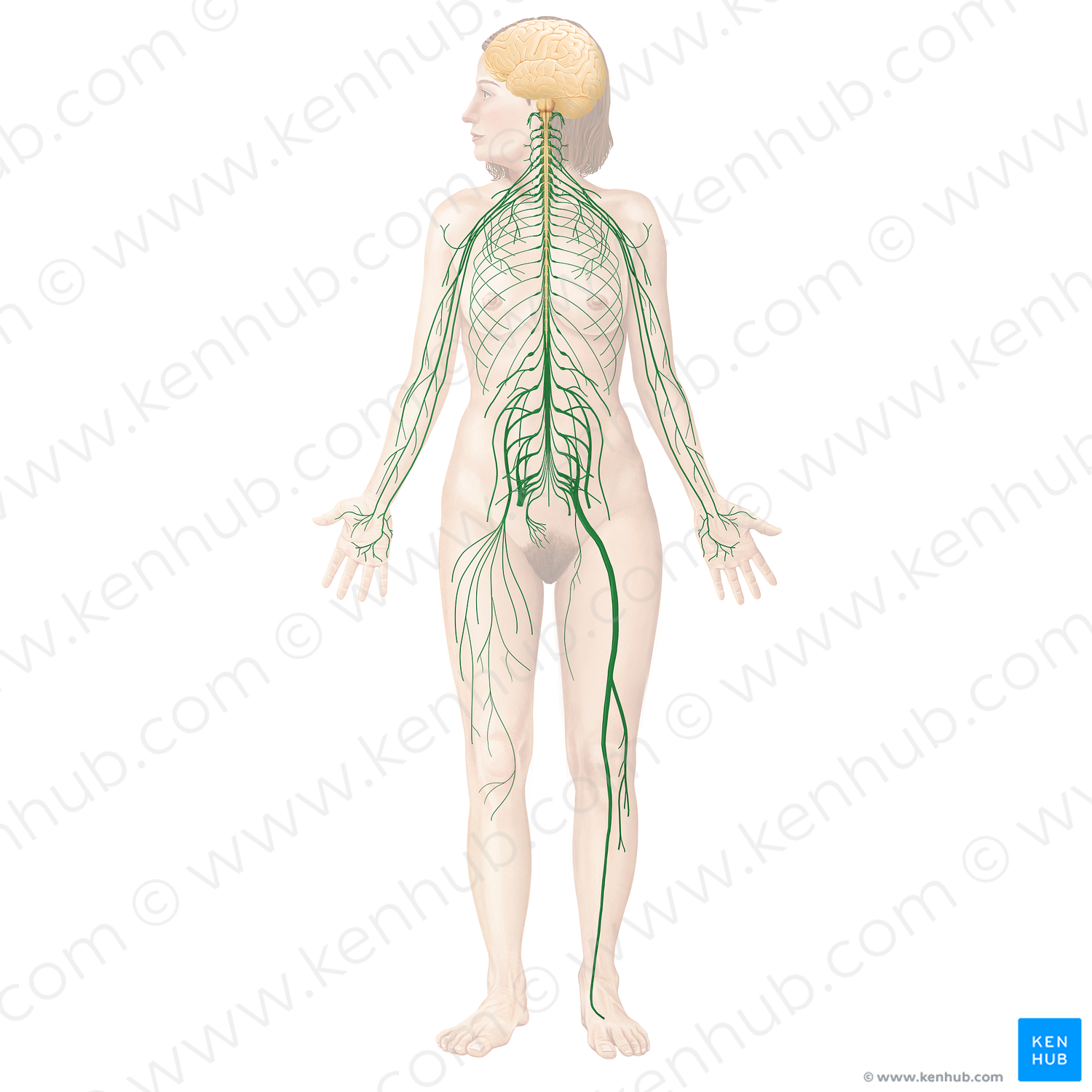 Peripheral nervous system (#19760)