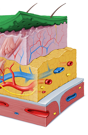 Epidermis (#3406)