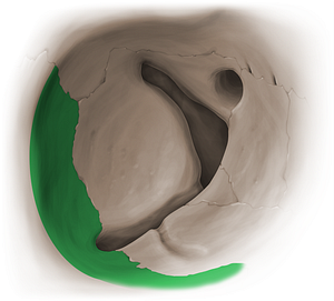 Orbital surface of zygomatic bone (#16082)