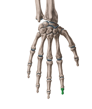 Distal phalanx of 2nd finger (#7904)