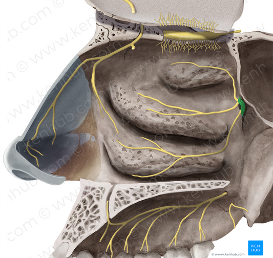 Pterygopalatine ganglion (#3999)