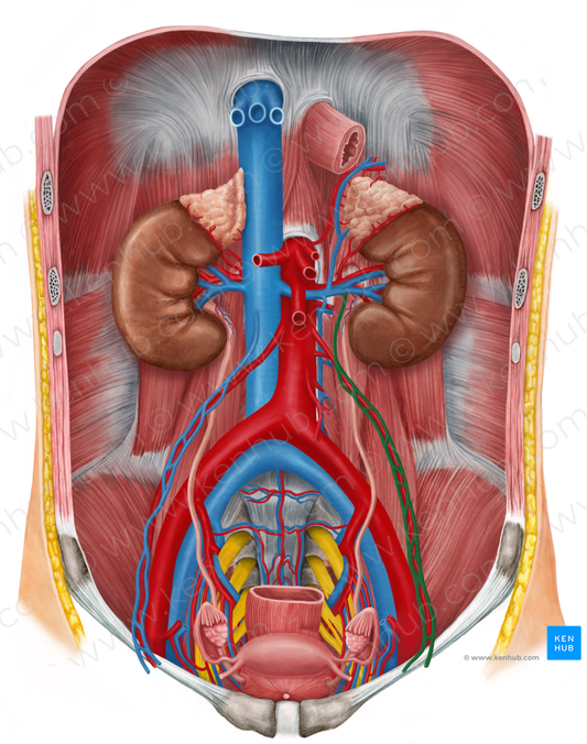 Left ovarian vein (#10456)