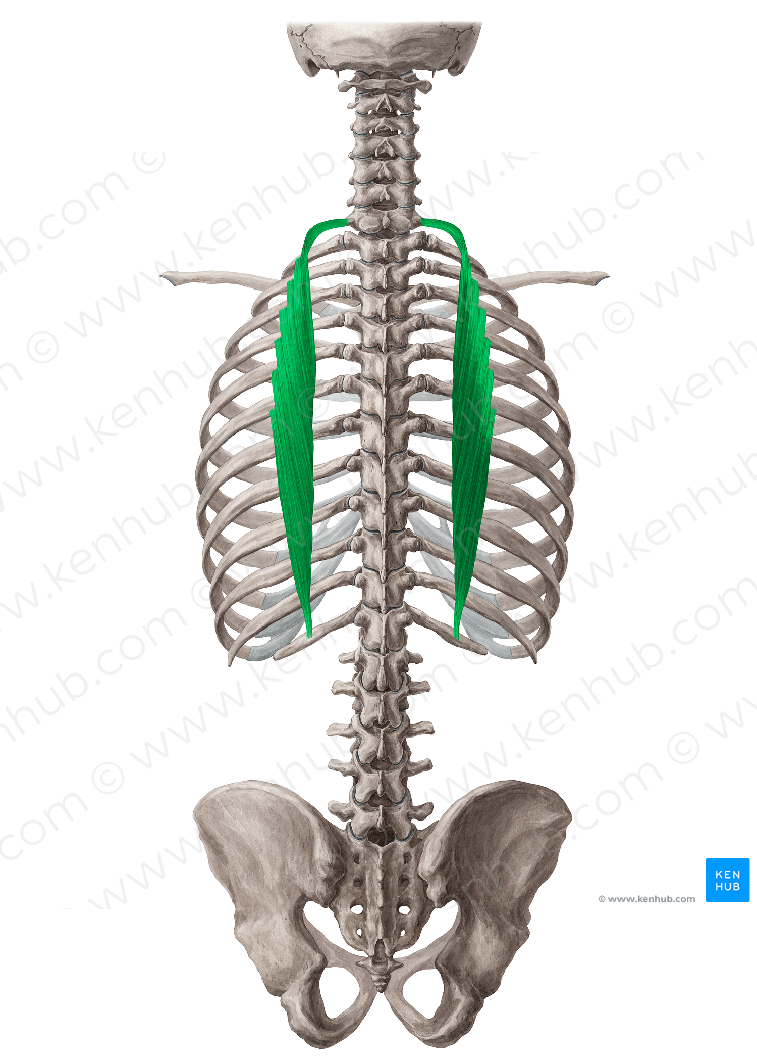Iliocostalis thoracis muscle (#5472)