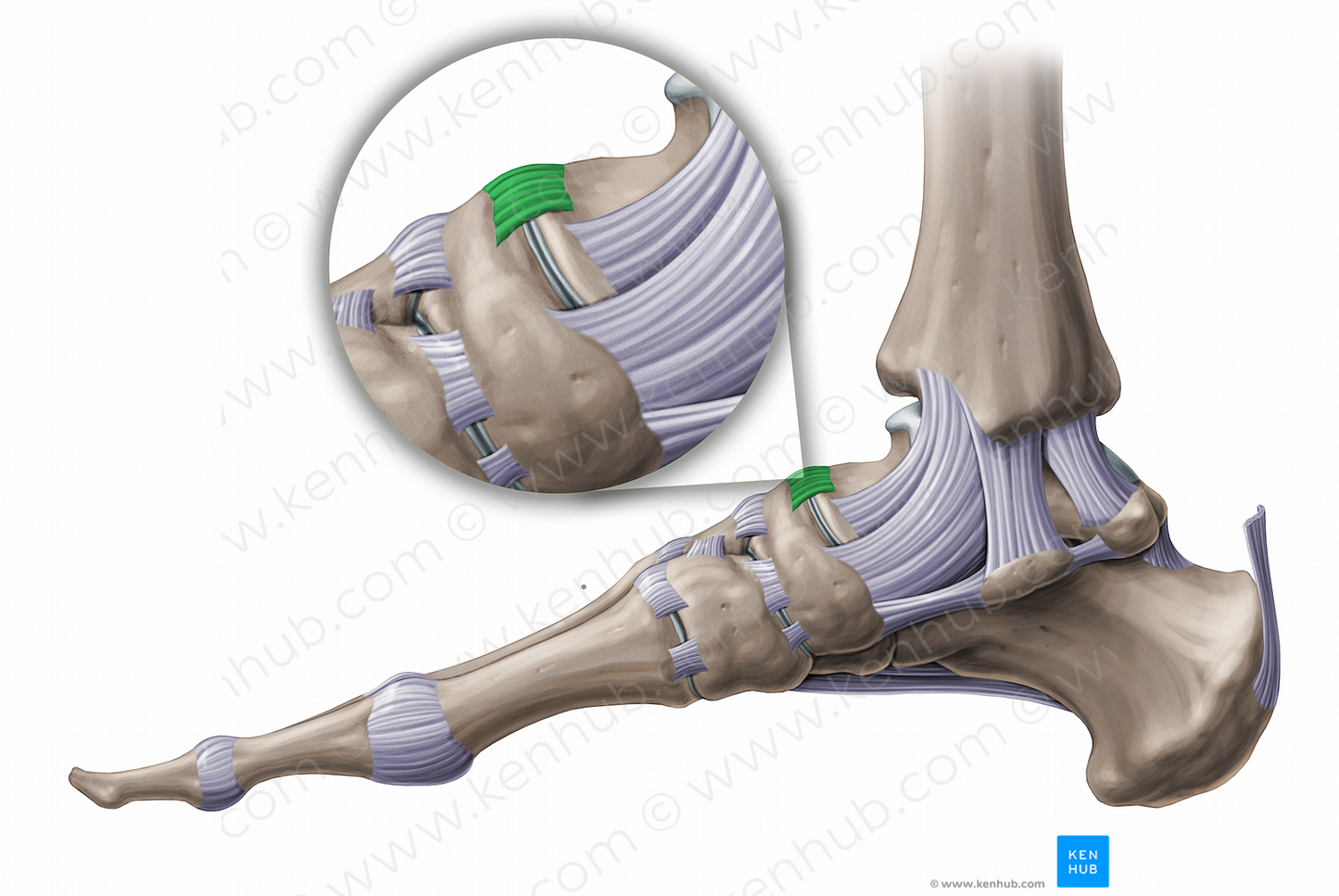 Talonavicular ligament (#11234)