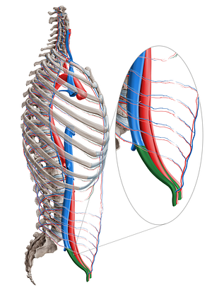 External iliac vein (#10298)