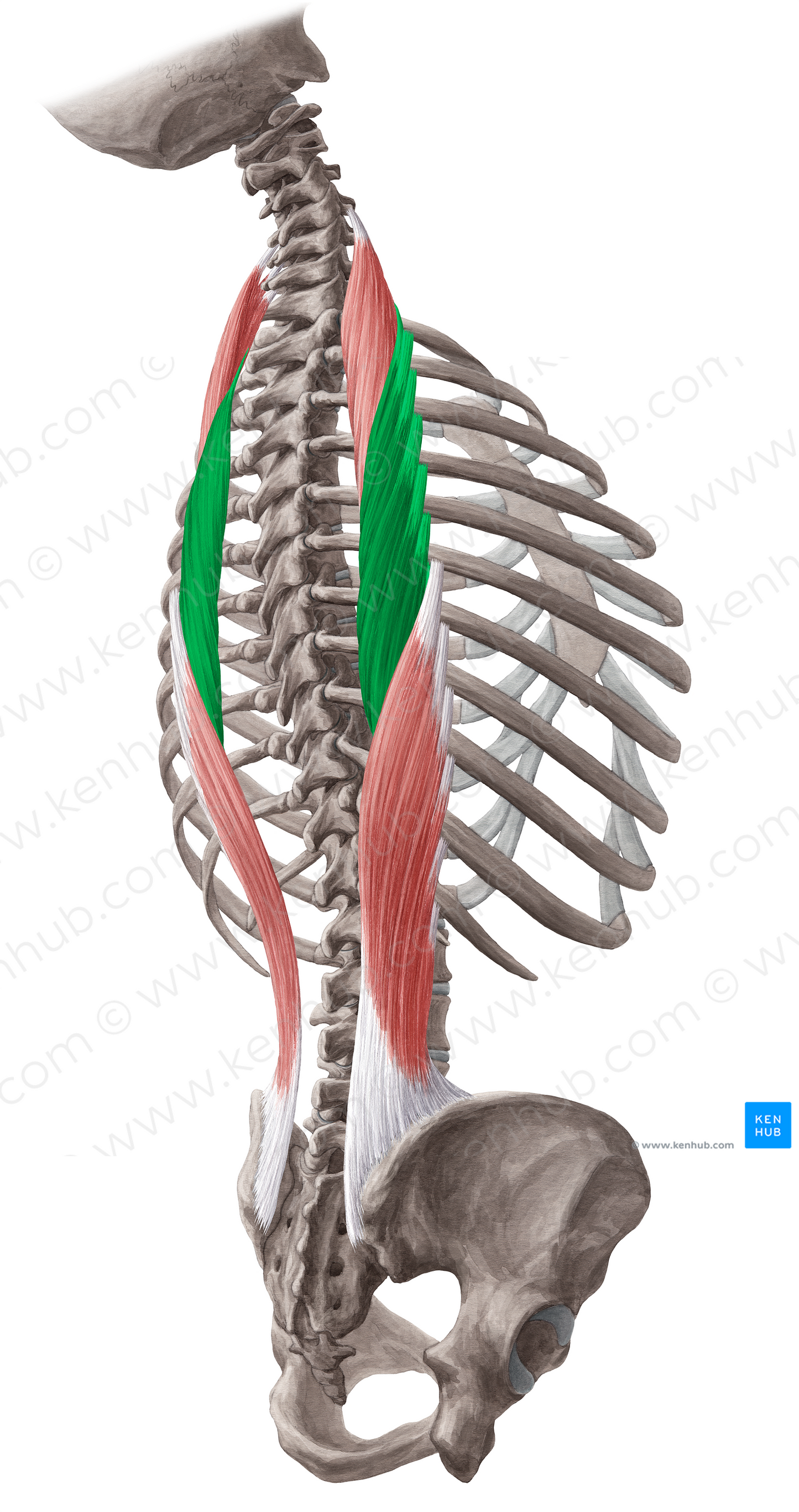 Iliocostalis thoracis muscle (#18810)
