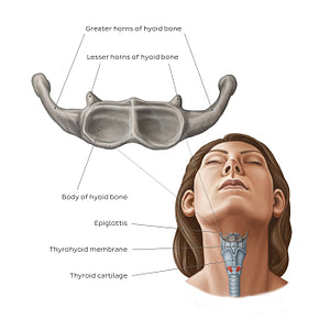 Hyoid bone (English)