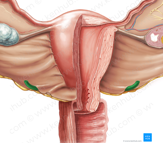 Ureter (#9843)