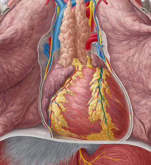 Anterior interventricular artery (#8721)