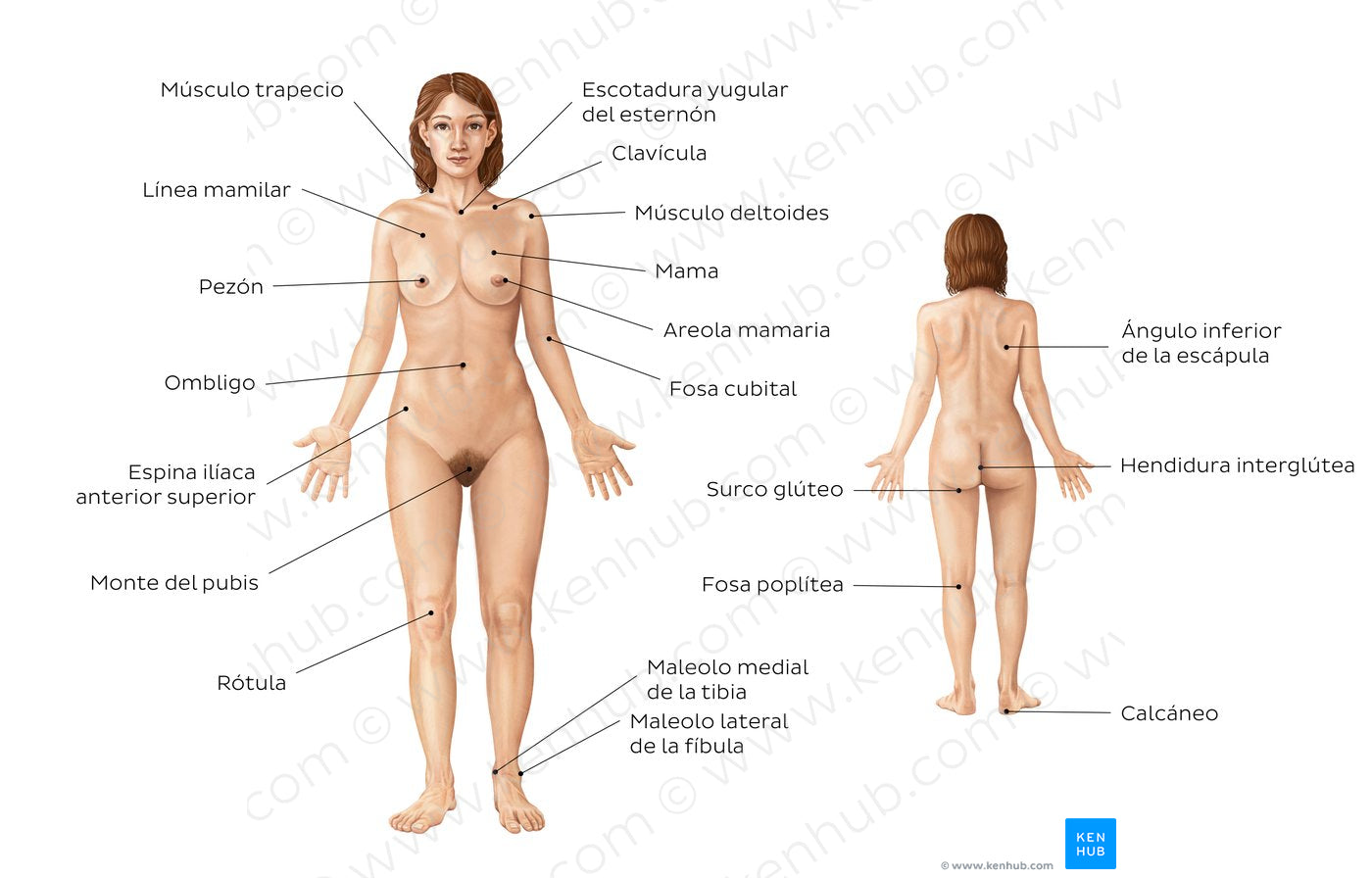 Female body surface anatomy (Spanish)
