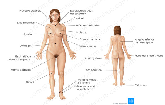 Female body surface anatomy (Spanish)