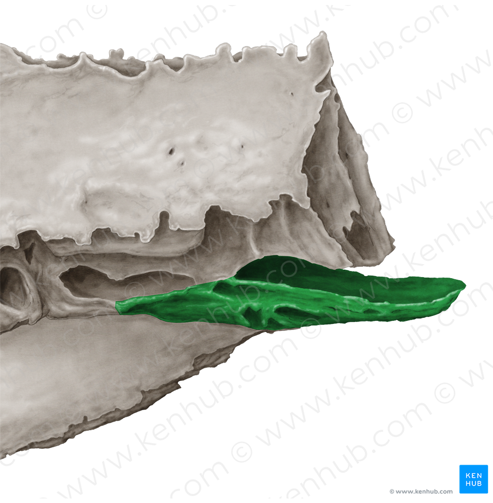 Middle nasal concha of ethmoid bone (#2802)