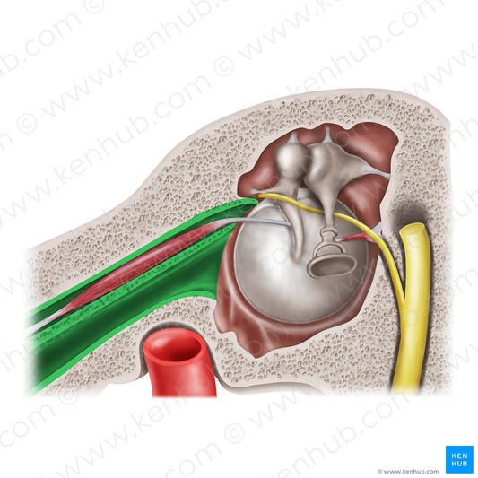 Musculotubal canal (#21314)