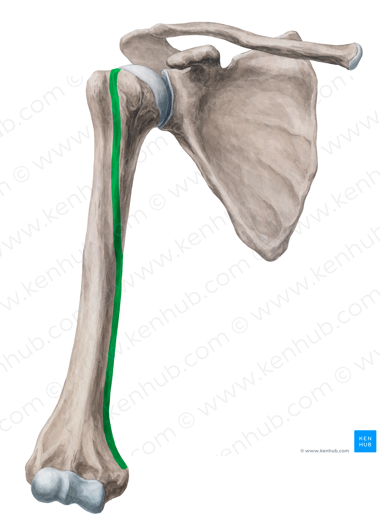 Medial border of humerus (#19940)