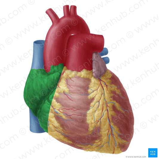 Right atrium of heart (#19739)