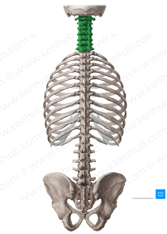 Cervical vertebrae (#10747)