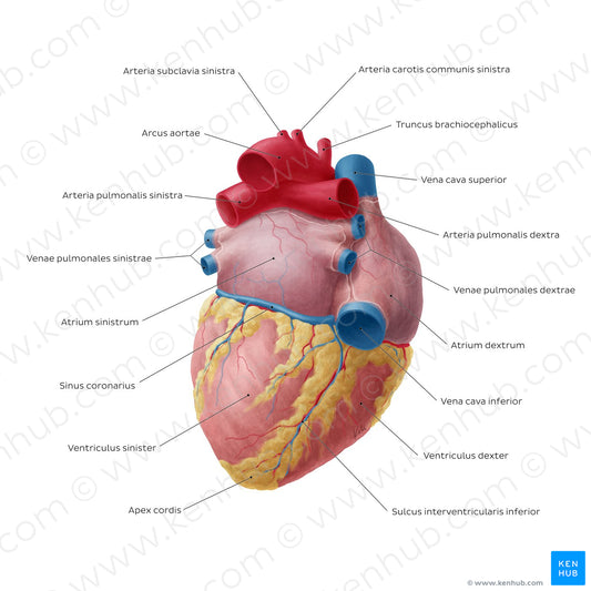 Posteroinferior view of the heart (Latin)