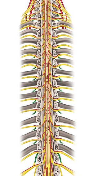 Posterior rami of spinal nerves C6-T12 (#8547)