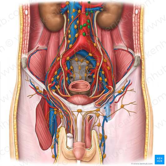 Left lumbar lymph nodes (#7049)