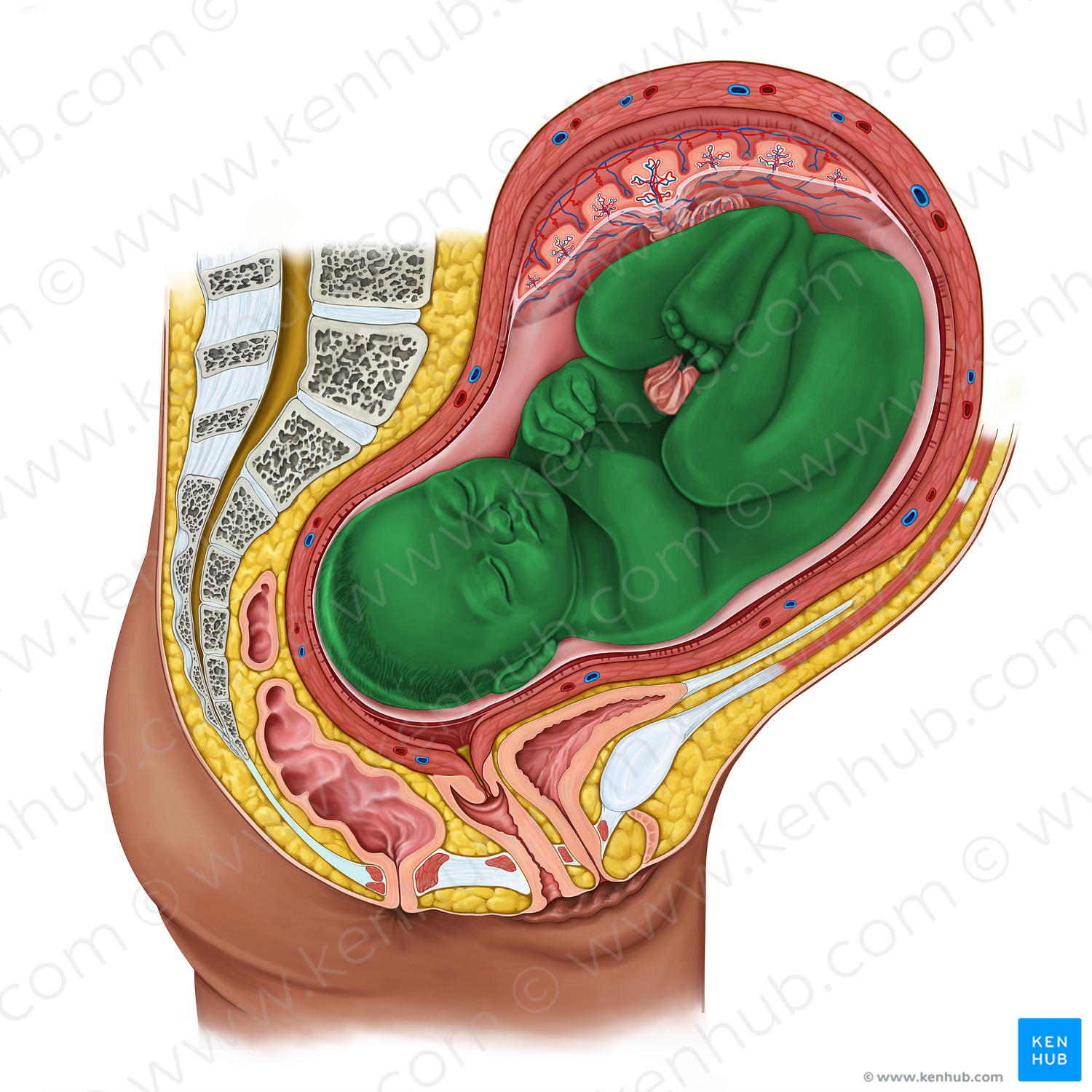 Fetus (#19170)