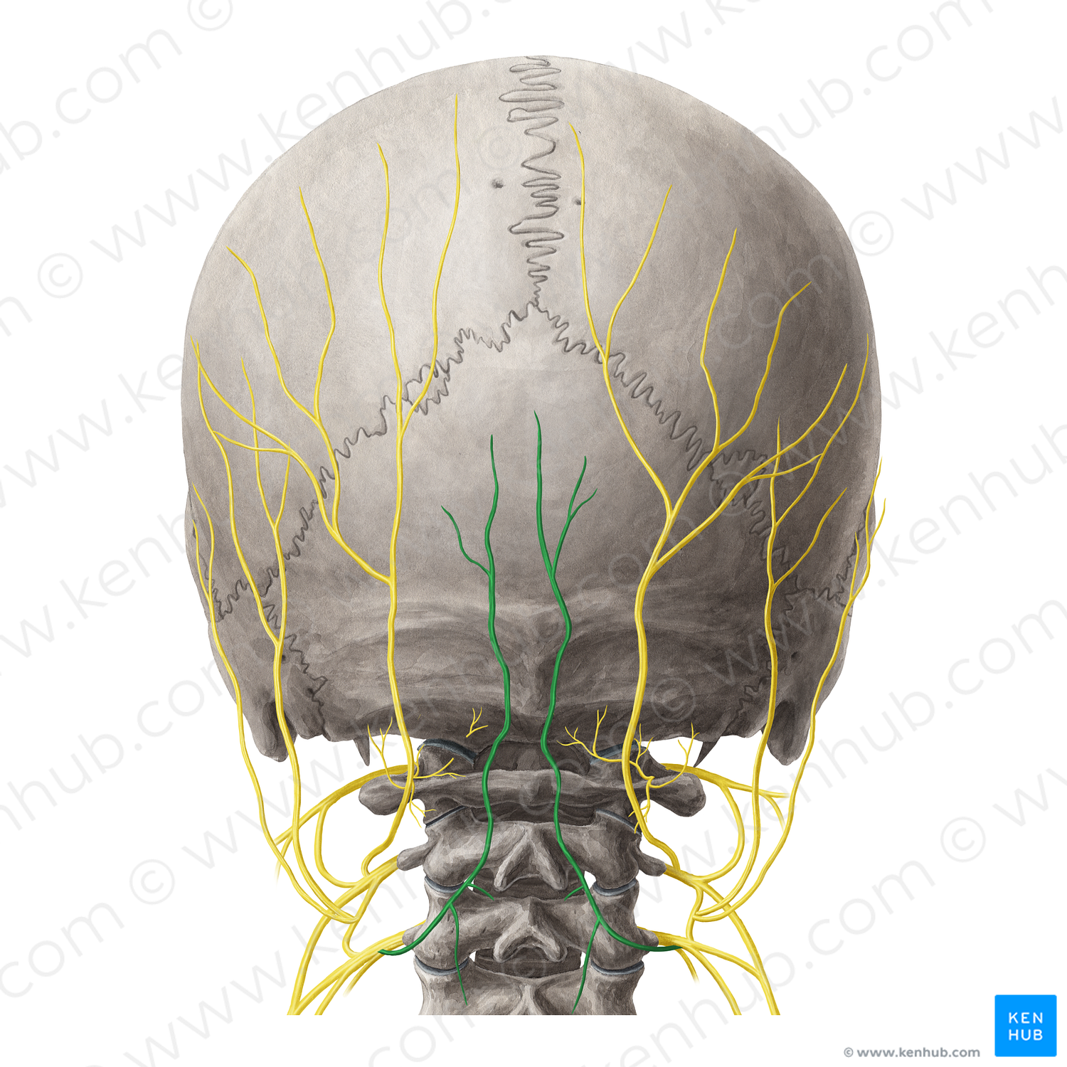 Third occipital nerve (#19230)