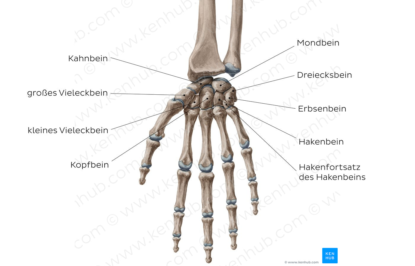 Carpal bones (German)