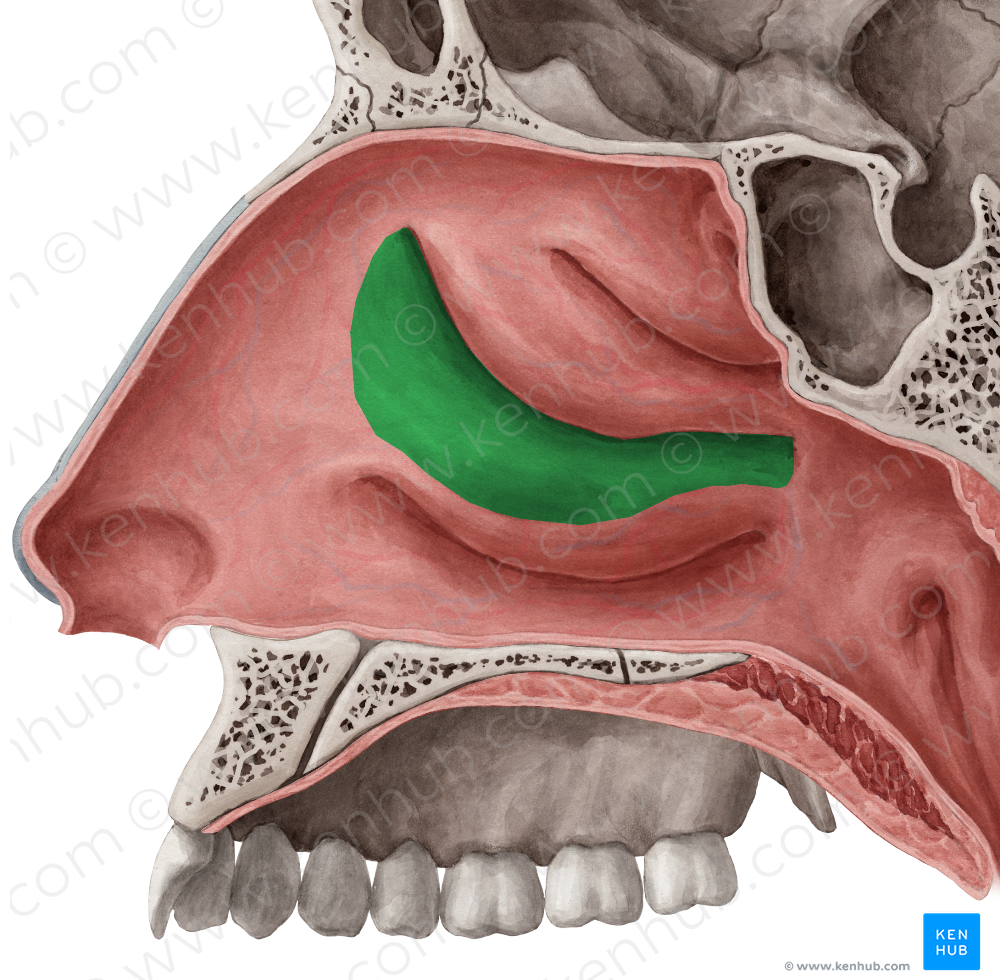 Middle nasal meatus (#4988)