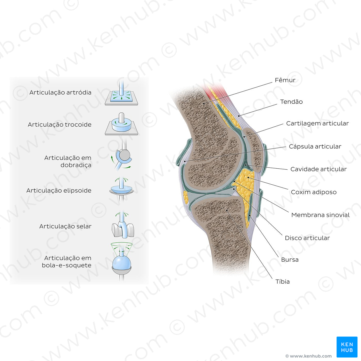 Synovial joints: Types and structure (Portuguese)