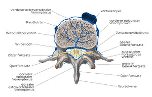 Veins of the isolated vertebra (German)