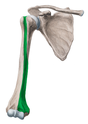Anteromedial surface of humerus (#19935)