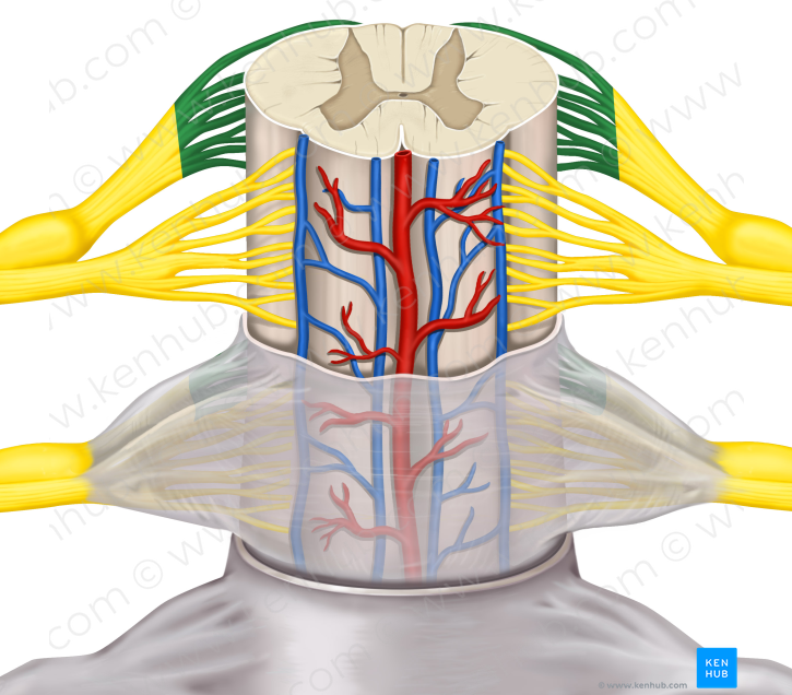 Rootlets of posterior root (#3643) – Kenhub Image License Store