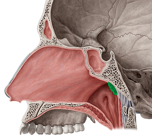 Pharyngeal tonsil (#9486)