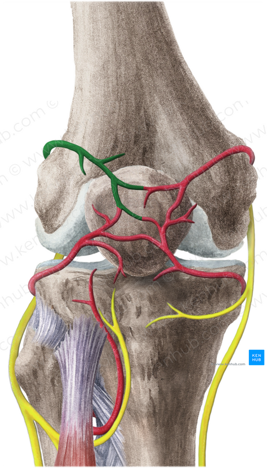 Superior lateral genicular artery (#1855)