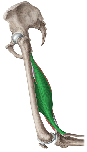 Biceps femoris muscle (#5222)