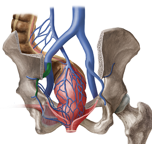 Left internal iliac vein (#10329)